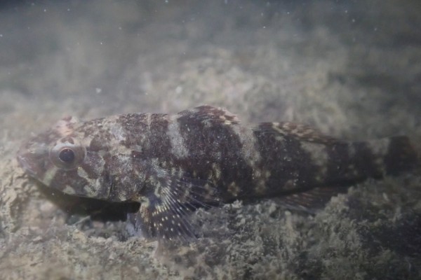 锯嵴塘鳢是什么鱼？