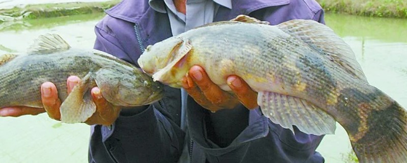 褐塘鳢是什么鱼？