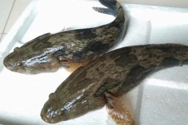 褐塘鳢是什么鱼？