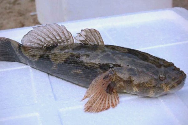 褐塘鳢是什么鱼？