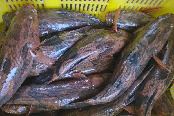 褐塘鳢是什么鱼？