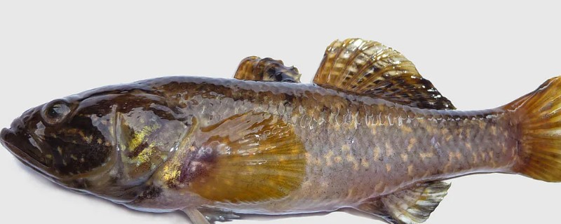 河川沙塘鳢是什么鱼？