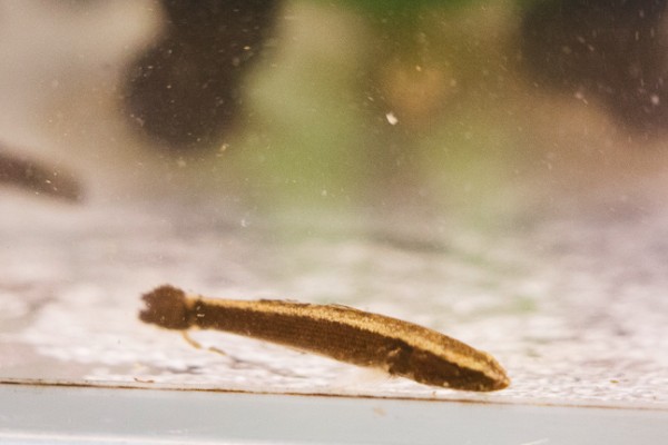 裸首嵴塘鳢是什么鱼？