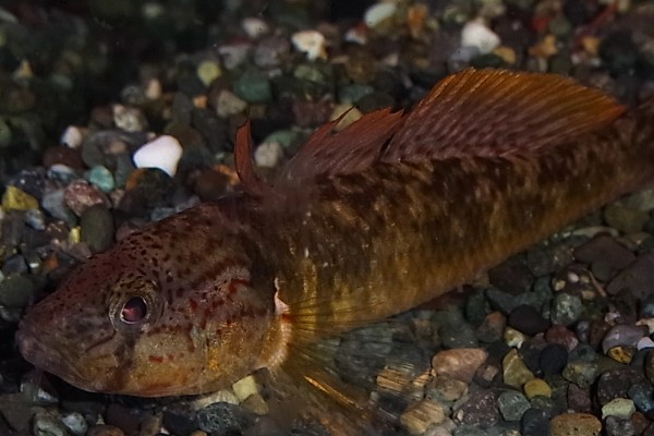 河川沙塘鳢是什么鱼？