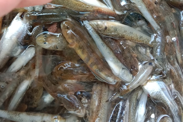 裸首嵴塘鳢是什么鱼？