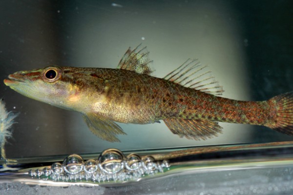 裸首嵴塘鳢是什么鱼？