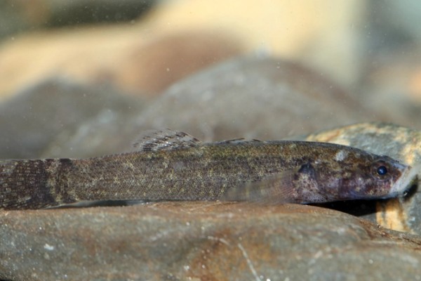 尖头塘鳢是什么鱼？