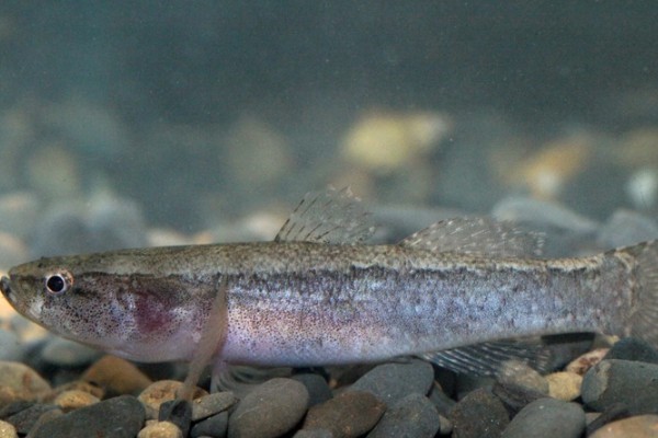 尖头塘鳢是什么鱼？