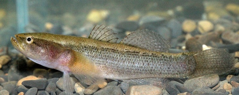 尖头塘鳢是什么鱼？