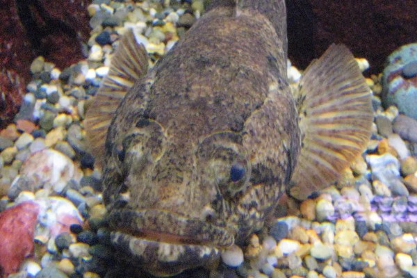 河川沙塘鳢是什么鱼？