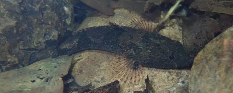 海丰沙塘鳢是什么鱼？