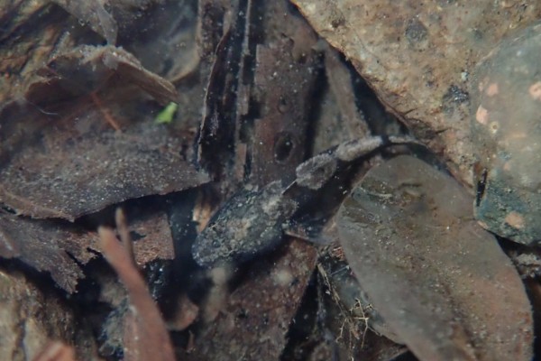 海丰沙塘鳢是什么鱼？