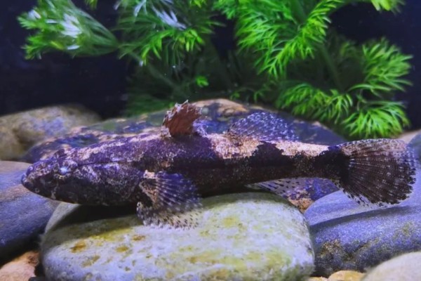 海丰沙塘鳢是什么鱼？