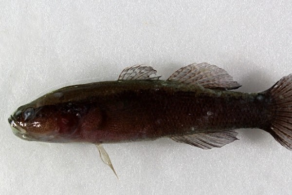 尖头塘鳢是什么鱼？