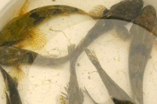 刺盖塘鳢是什么鱼？