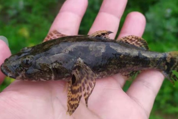 刺盖塘鳢是什么鱼？