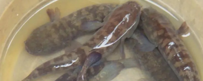 乌塘鳢是什么鱼？