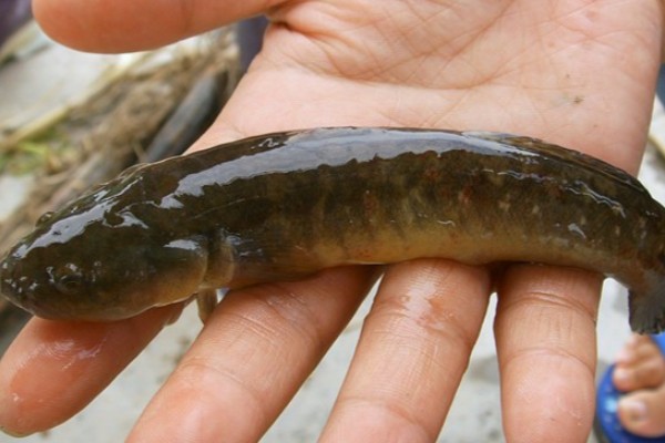 乌塘鳢是什么鱼？