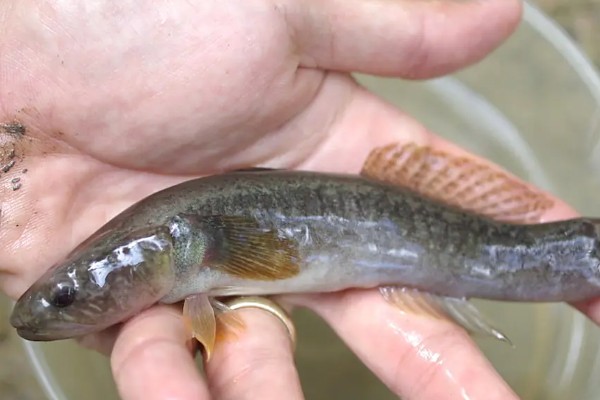 乌塘鳢是什么鱼？