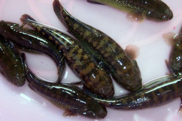 乌塘鳢是什么鱼？