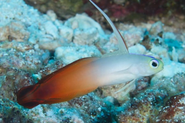 丝鳍线塘鳢是什么鱼？