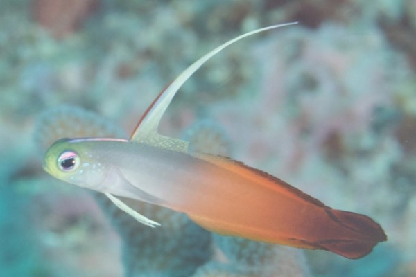 丝鳍线塘鳢是什么鱼？