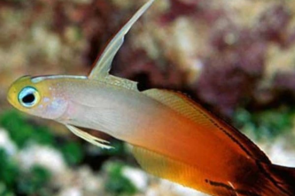 丝鳍线塘鳢是什么鱼？