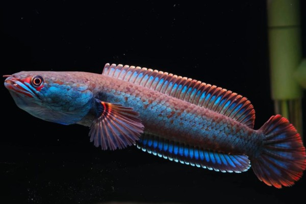 非洲副鳢是什么鱼？