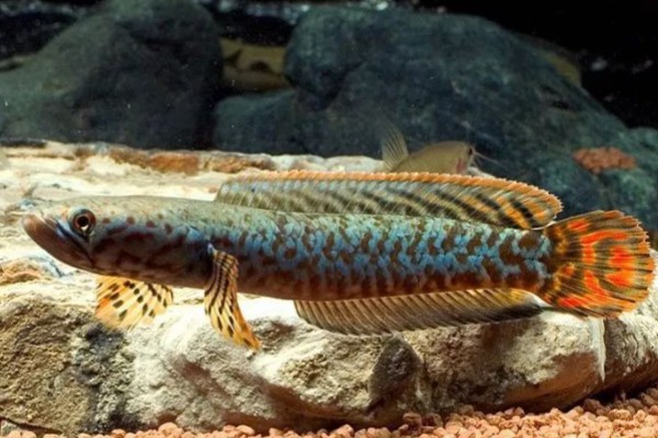 非洲副鳢是什么鱼？