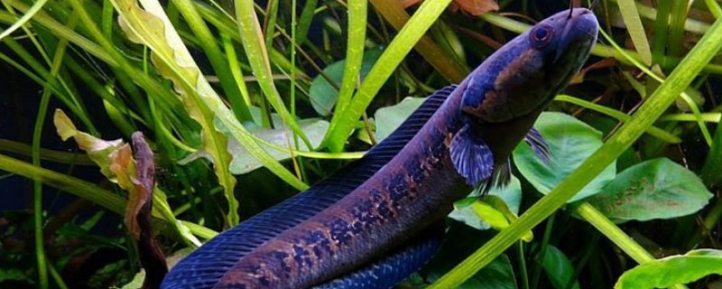 非洲副鳢是什么鱼？