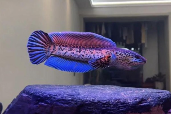 非洲副鳢是什么鱼？