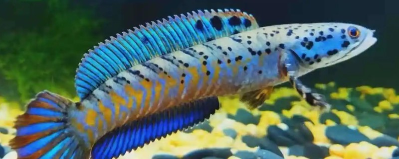 真副鳢是什么鱼？