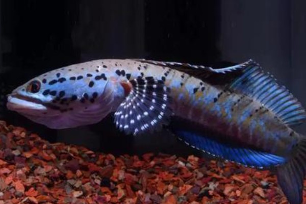 真副鳢是什么鱼？