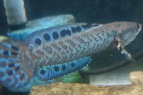 真副鳢是什么鱼？