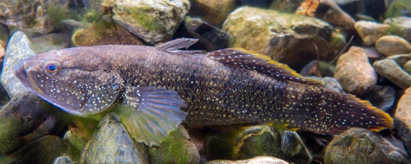 头孔塘鳢是什么鱼？