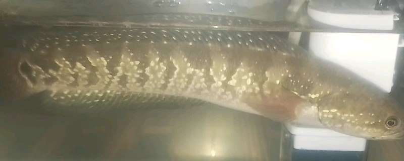 暗副鳢是什么鱼？