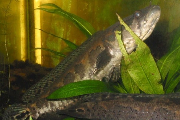 暗副鳢是什么鱼？