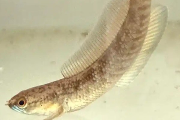 暗副鳢是什么鱼？