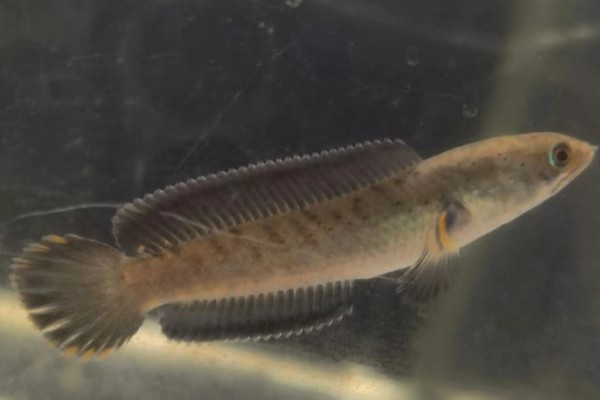 暗副鳢是什么鱼？