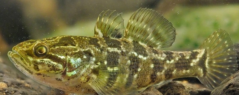 葛氏鲈塘鳢是什么鱼？