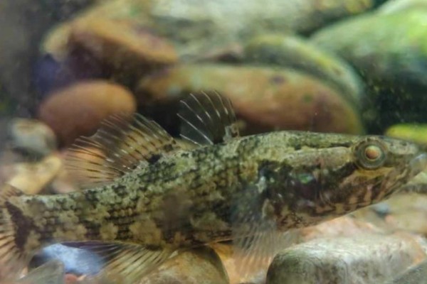 葛氏鲈塘鳢是什么鱼？