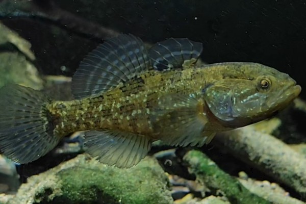 葛氏鲈塘鳢是什么鱼？