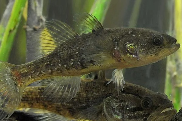 葛氏鲈塘鳢是什么鱼？