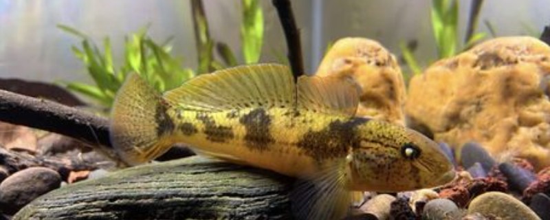 萨氏华黝鱼是什么鱼？