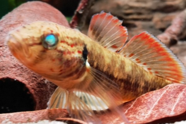 萨氏华黝鱼是什么鱼？