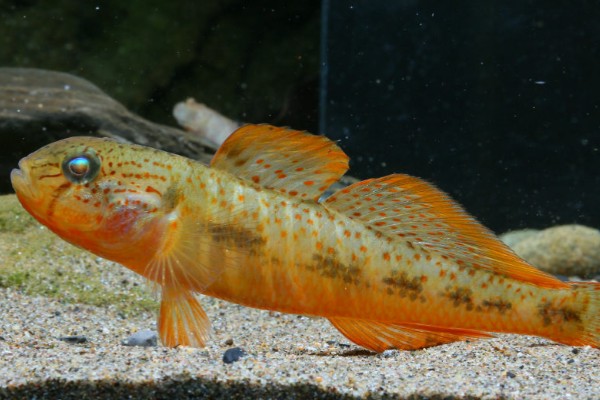 萨氏华黝鱼是什么鱼？