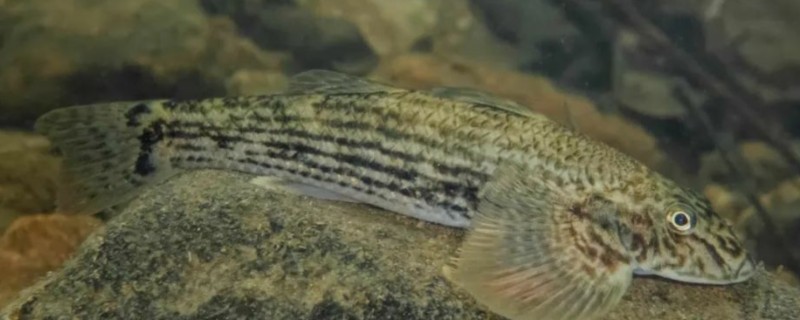 溪鳢是什么鱼？