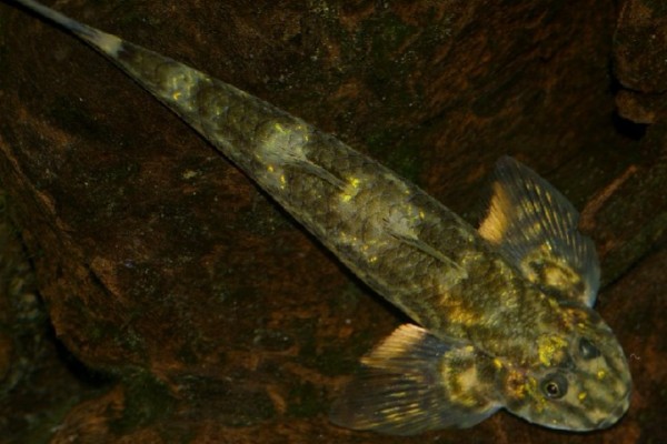 溪鳢是什么鱼？