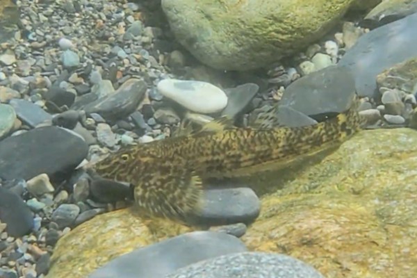 溪鳢是什么鱼？