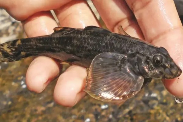 溪鳢是什么鱼？